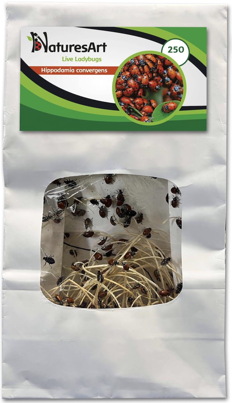 250 Live Ladybugs - Good Bugs for Garden - Ladybug - Guaranteed